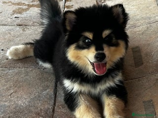 Pomsky perros - Anuncio 7