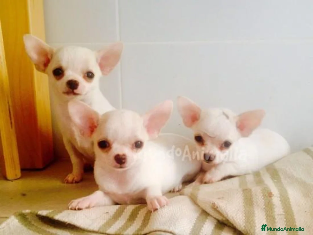 Imagen de galería {{count}}