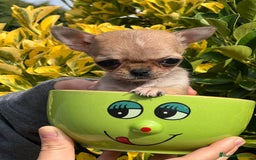 Chihuahua perros en venta: Chihuahua Microtoy  - Imagen 5