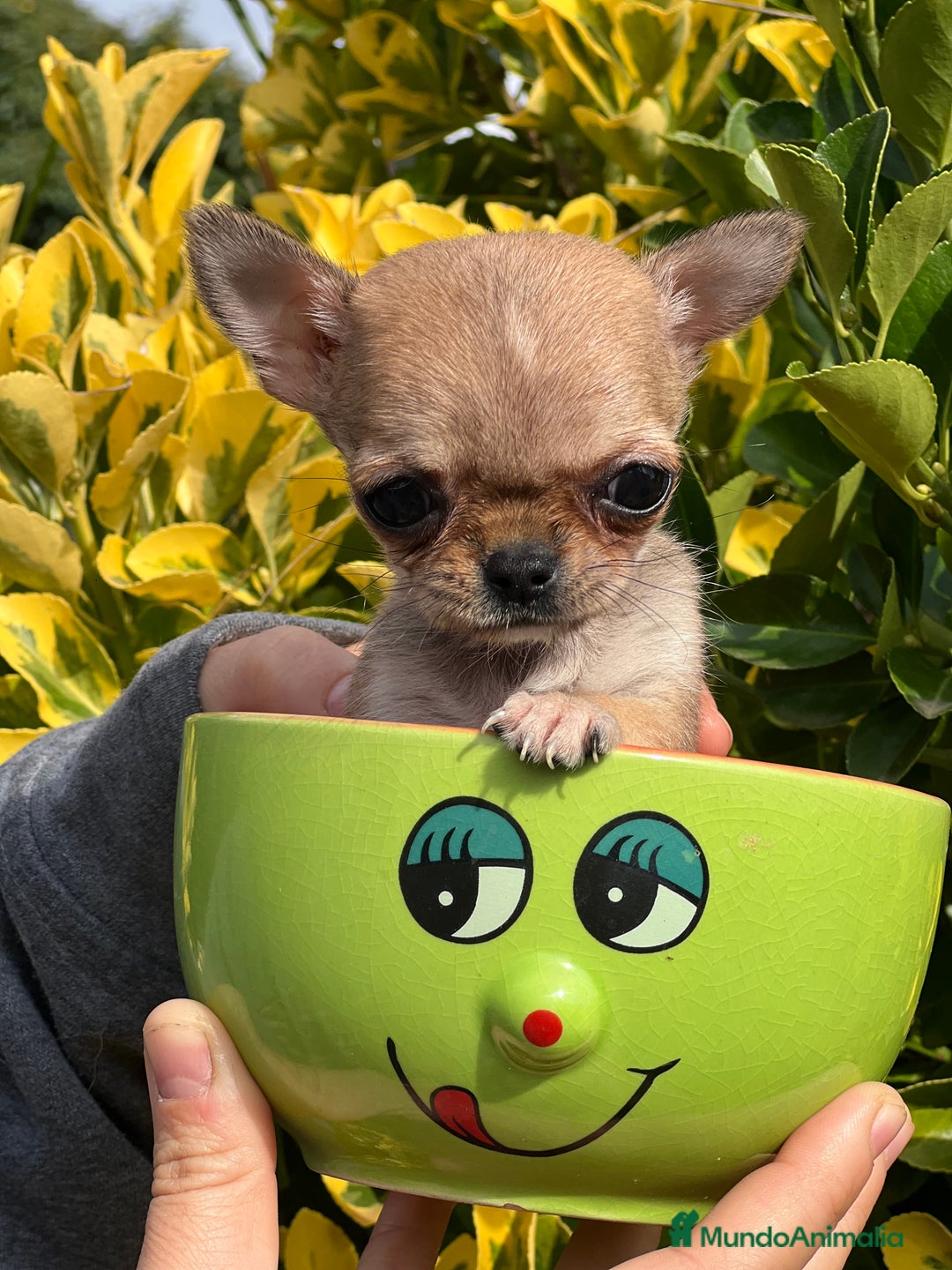 Chihuahua perros en venta: Chihuahua Microtoy  - Imagen 5