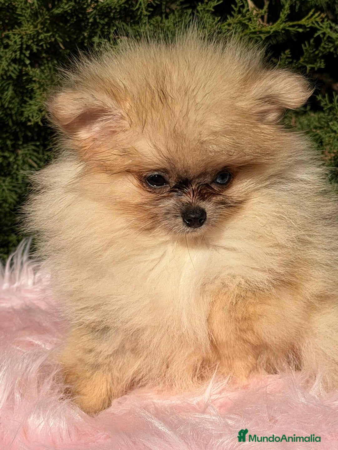 Pomerania perros en venta: POMERANIA TOY OJOS DISPARES - Anuncio 2