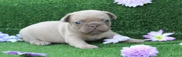 Bulldog Francés perros en venta: Bulldog francés exóticos - Anuncio 3