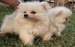Pomerania perros en venta: Pomerania toy - Imagen 2