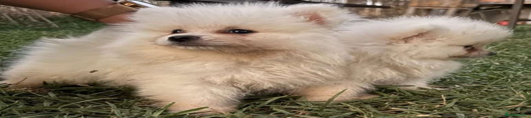 Pomerania Cachorro 2