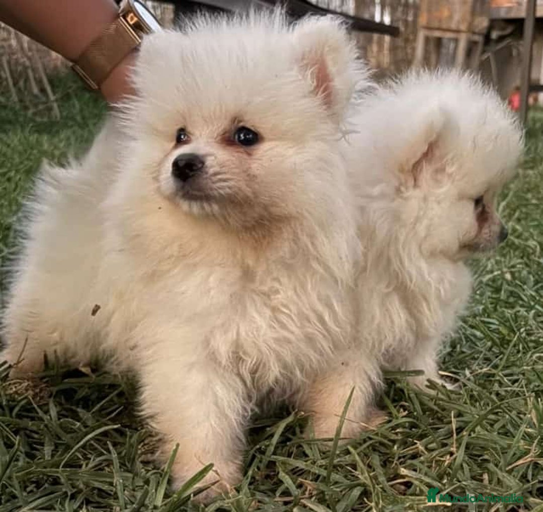 Pomerania perros en venta: Pomerania toy - Imagen 2