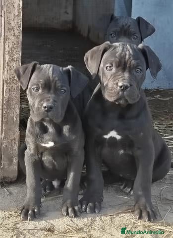 Cane Corso perros Cachorros Cane Corso - Anuncio 1