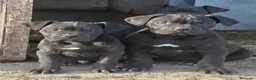 Cane Corso perros en venta: Cachorros Cane Corso - Anuncio 1