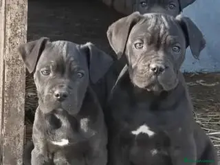 Cane Corso perros Cachorros Cane Corso - Anuncio 1