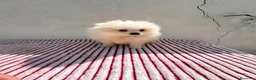 Pomerania perros en venta: Lulu de Pomerania toy  - Anuncio 7