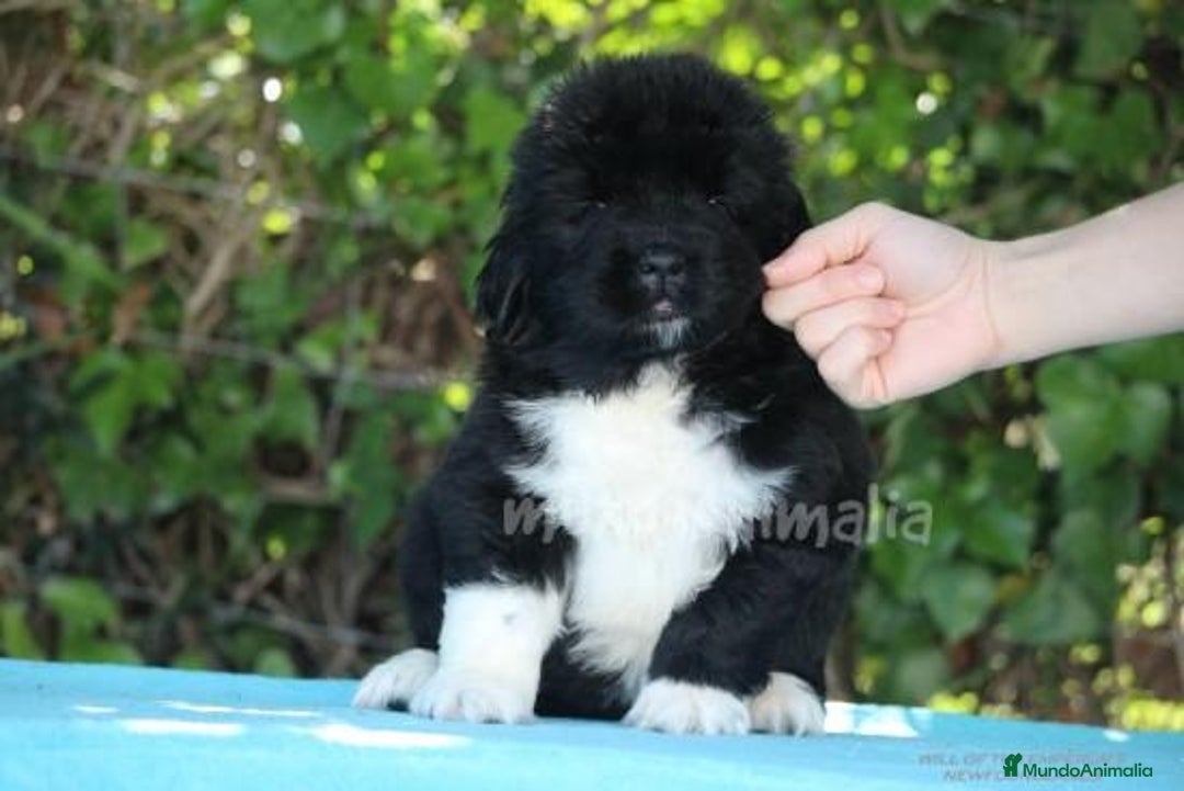 Imagen de galería {{count}}