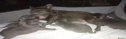 Chihuahua perros en venta: Chihuahua hembra  - Anuncio 6