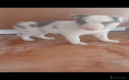 Border Collie perros en venta: Border collie  - Imagen 2