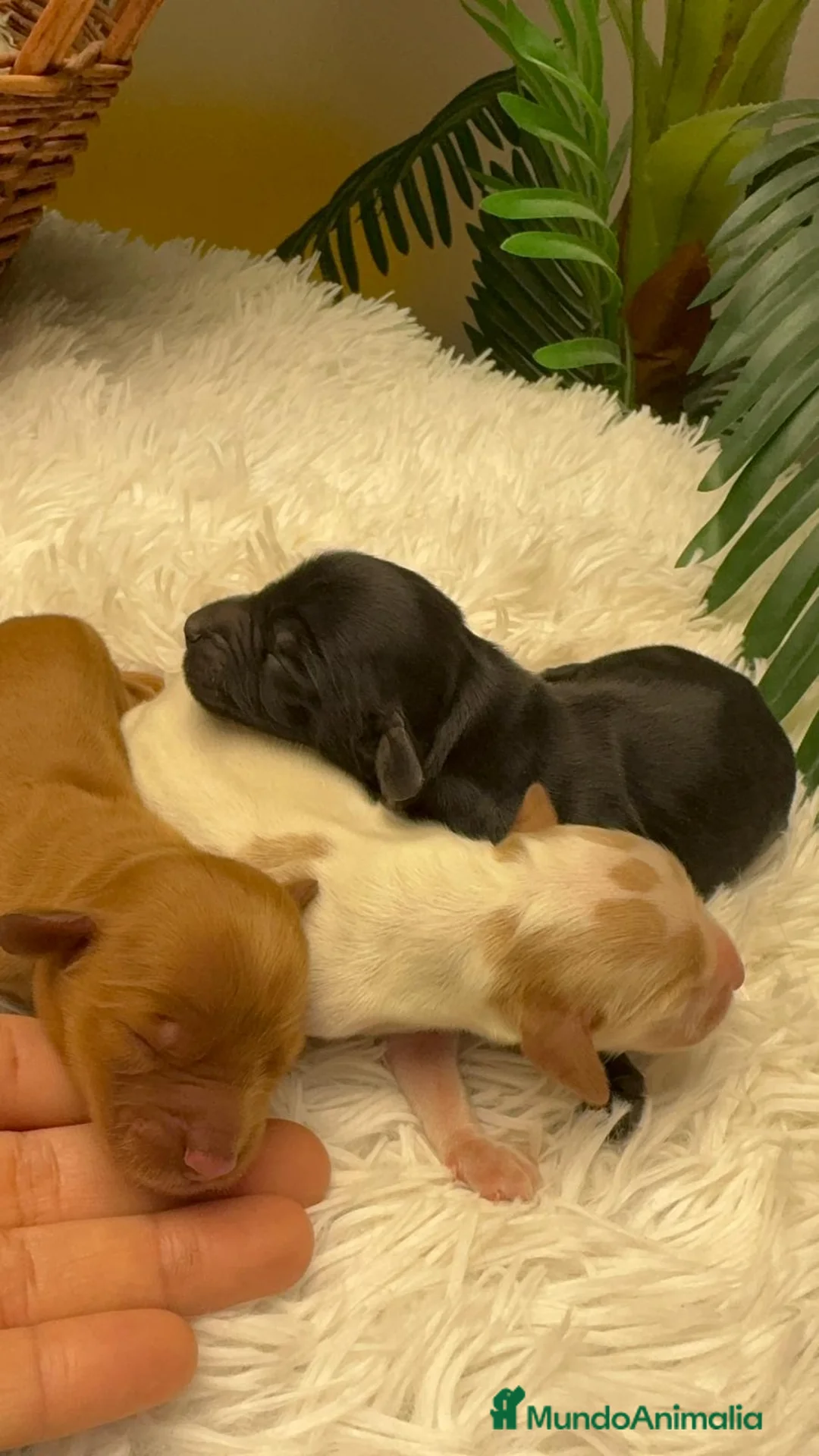 Cocker Spaniel Inglés perros en venta: COCKER SPANIEL INGLES - Anuncio 16
