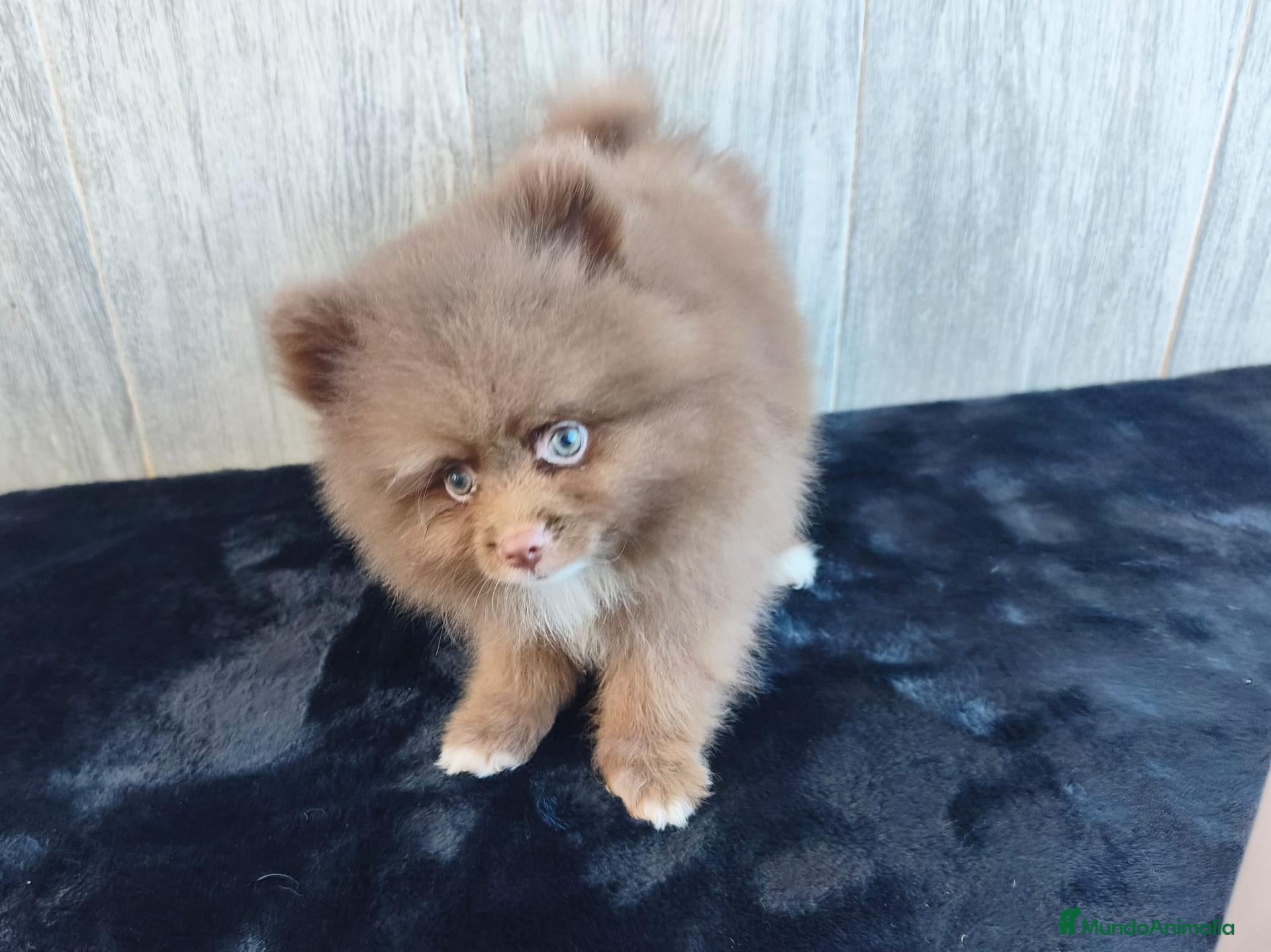 Pomerania perros POMERANIA CHOCOLATE MACHO - Anuncio 1