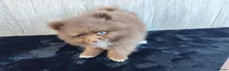 Pomerania perros en venta: POMERANIA CHOCOLATE MACHO - Anuncio 1