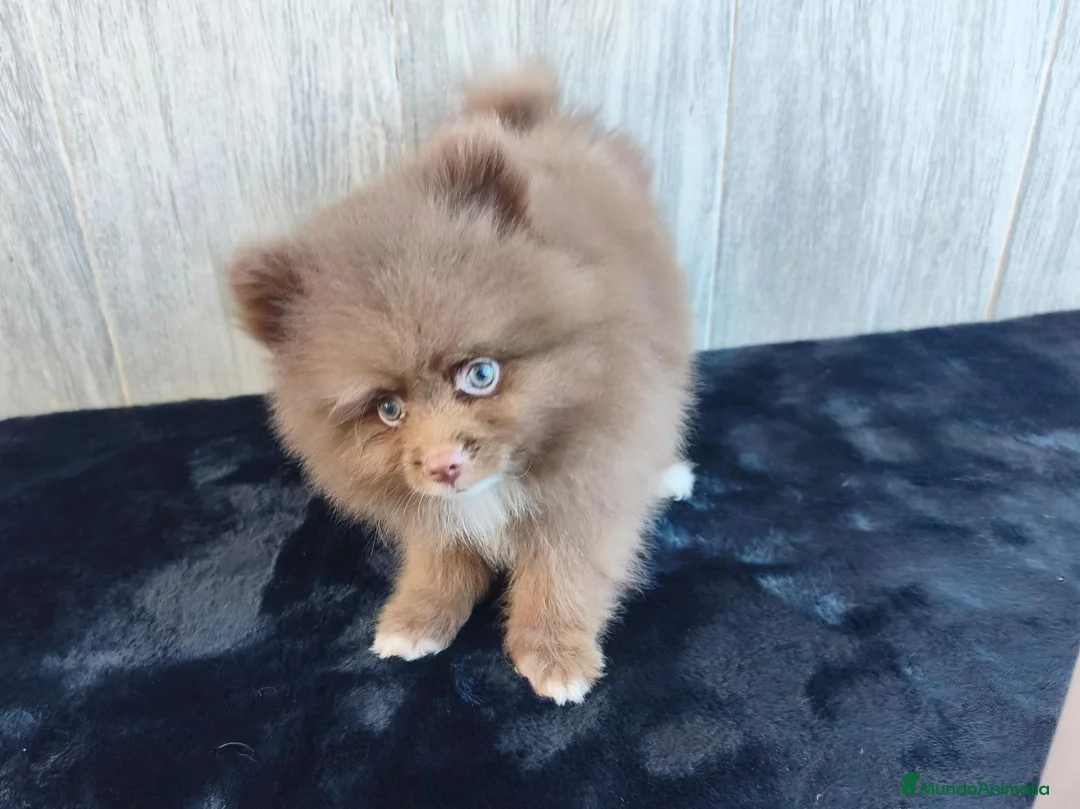 Pomerania perros en venta: POMERANIA CHOCOLATE MACHO - Anuncio 1