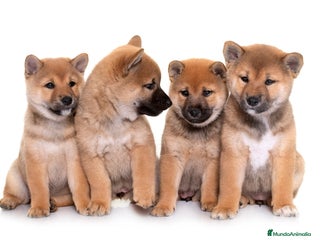 Shiba Inu perros - Anuncio 3