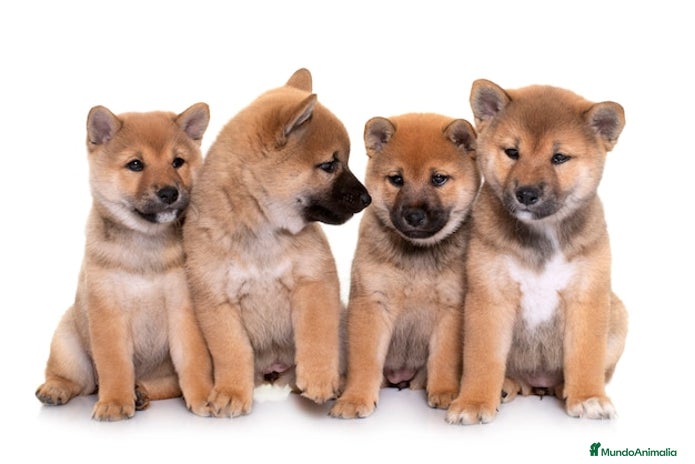 Shiba Inu perros - Anuncio 3
