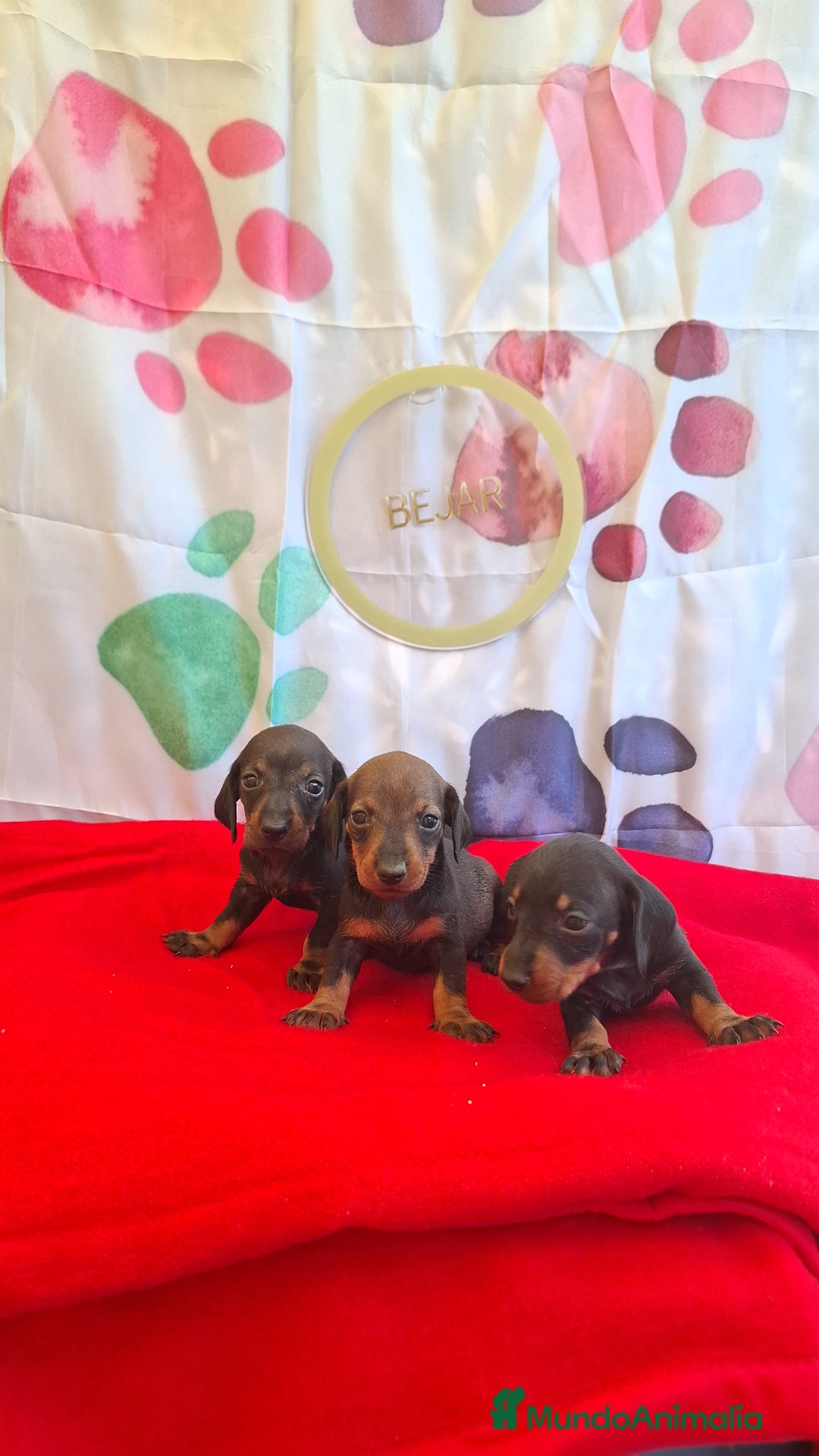 Teckel perros en venta: Teckel  - Imagen 8