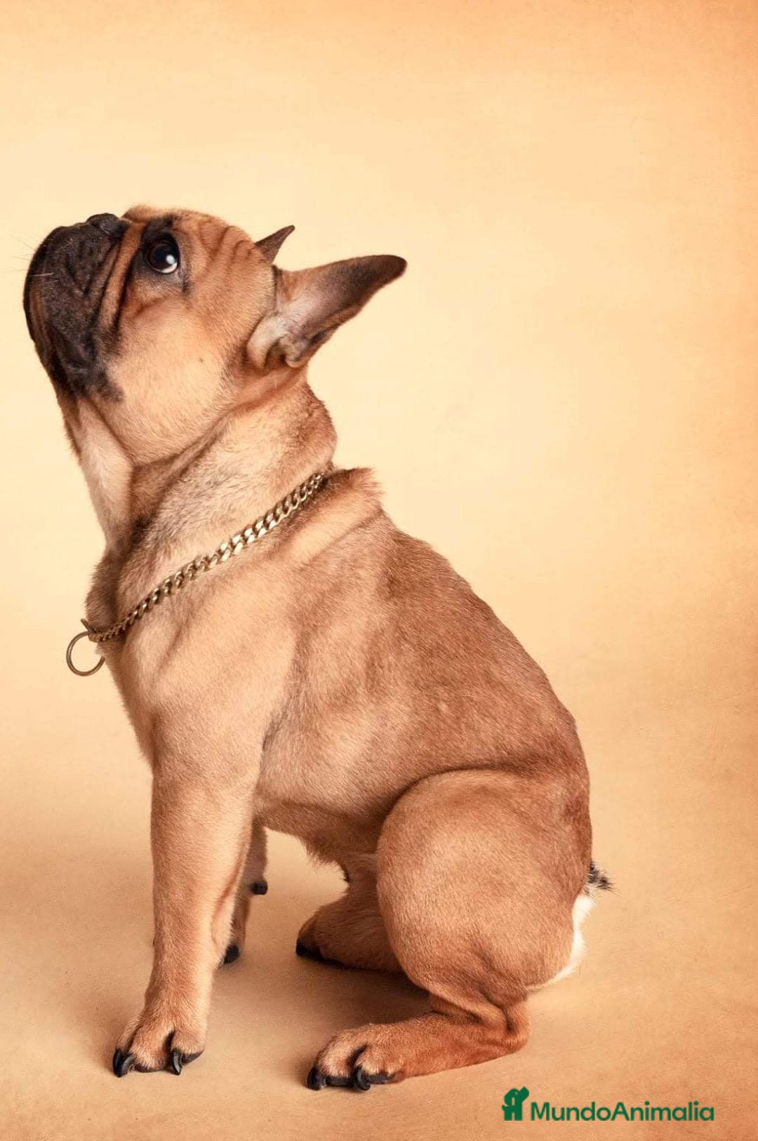 Bulldog Francés perros en venta: Bulldog francés  - Anuncio 2