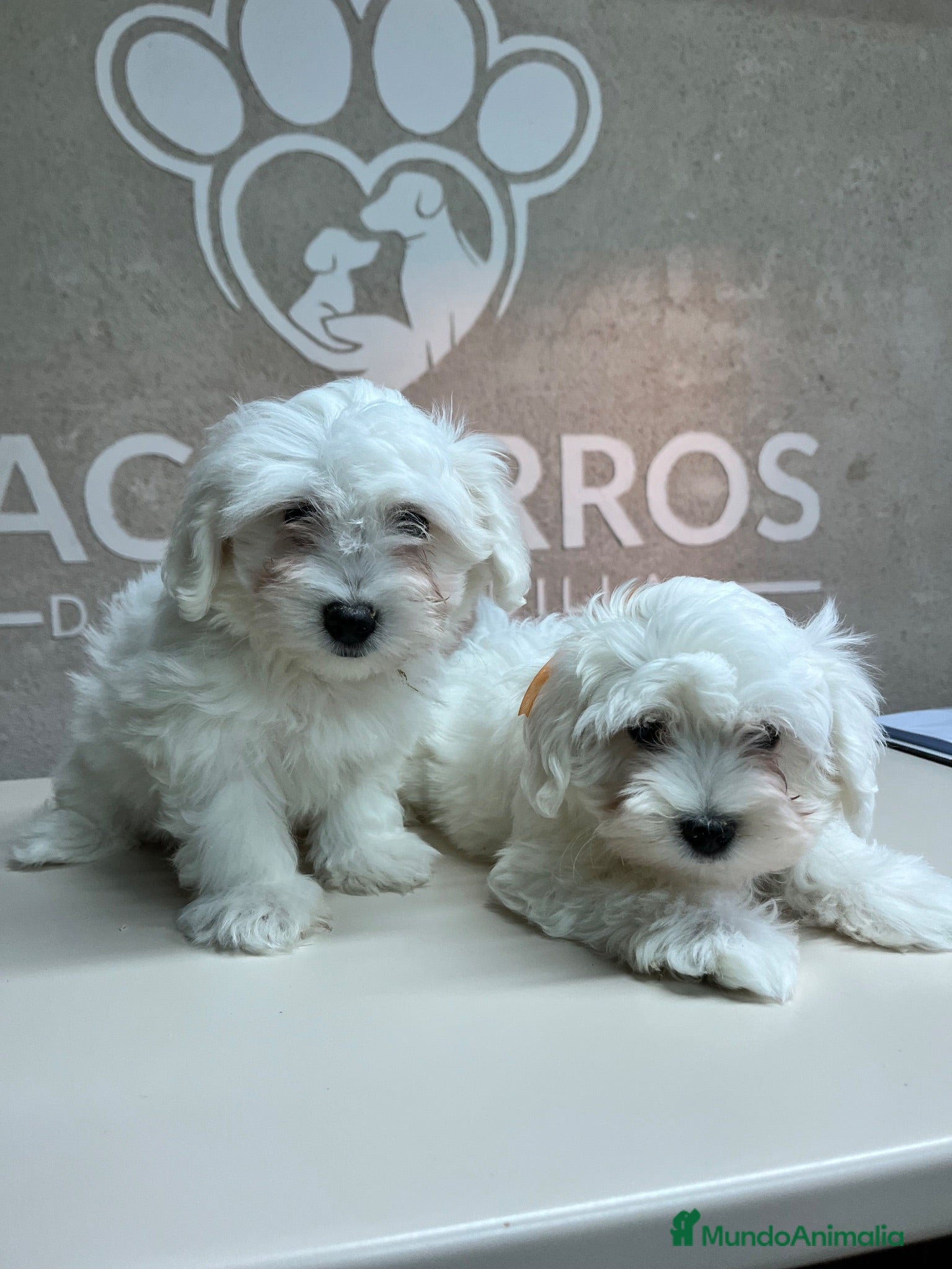 Bichón Maltés perros Bichón maltés  - Anuncio 33