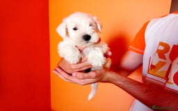 Schnauzer Miniatura perros en venta: Espectacular schnauzer mini blanca - Imagen 4