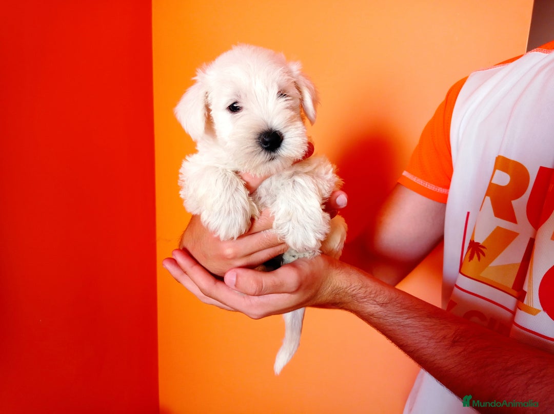 Schnauzer Miniatura perros en venta: Espectacular schnauzer mini blanca - Imagen 4