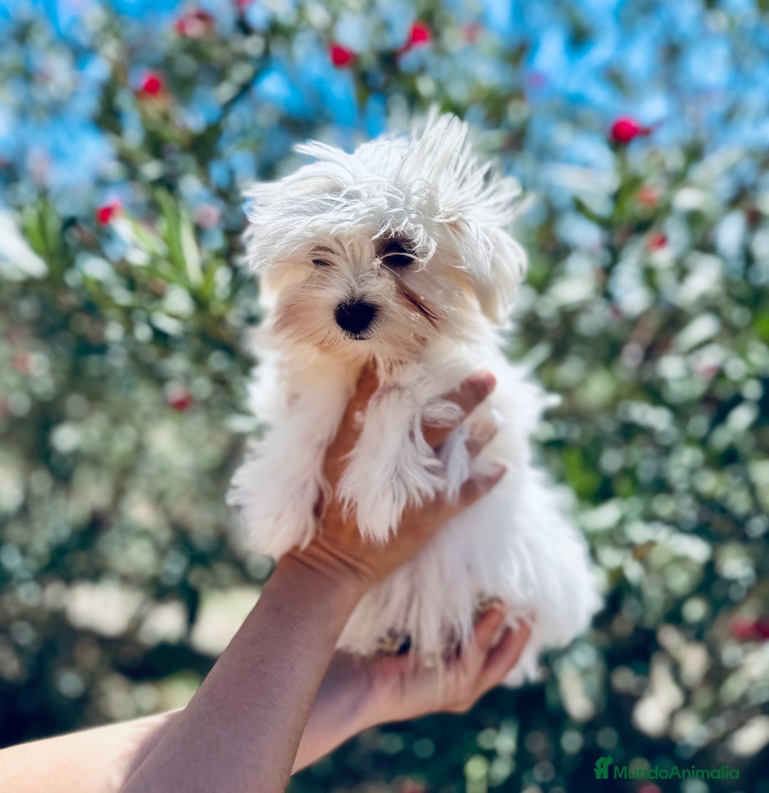 Bichón Maltés perros en venta: BICHÓN MALTES TOY AMERICANO - Imagen 2