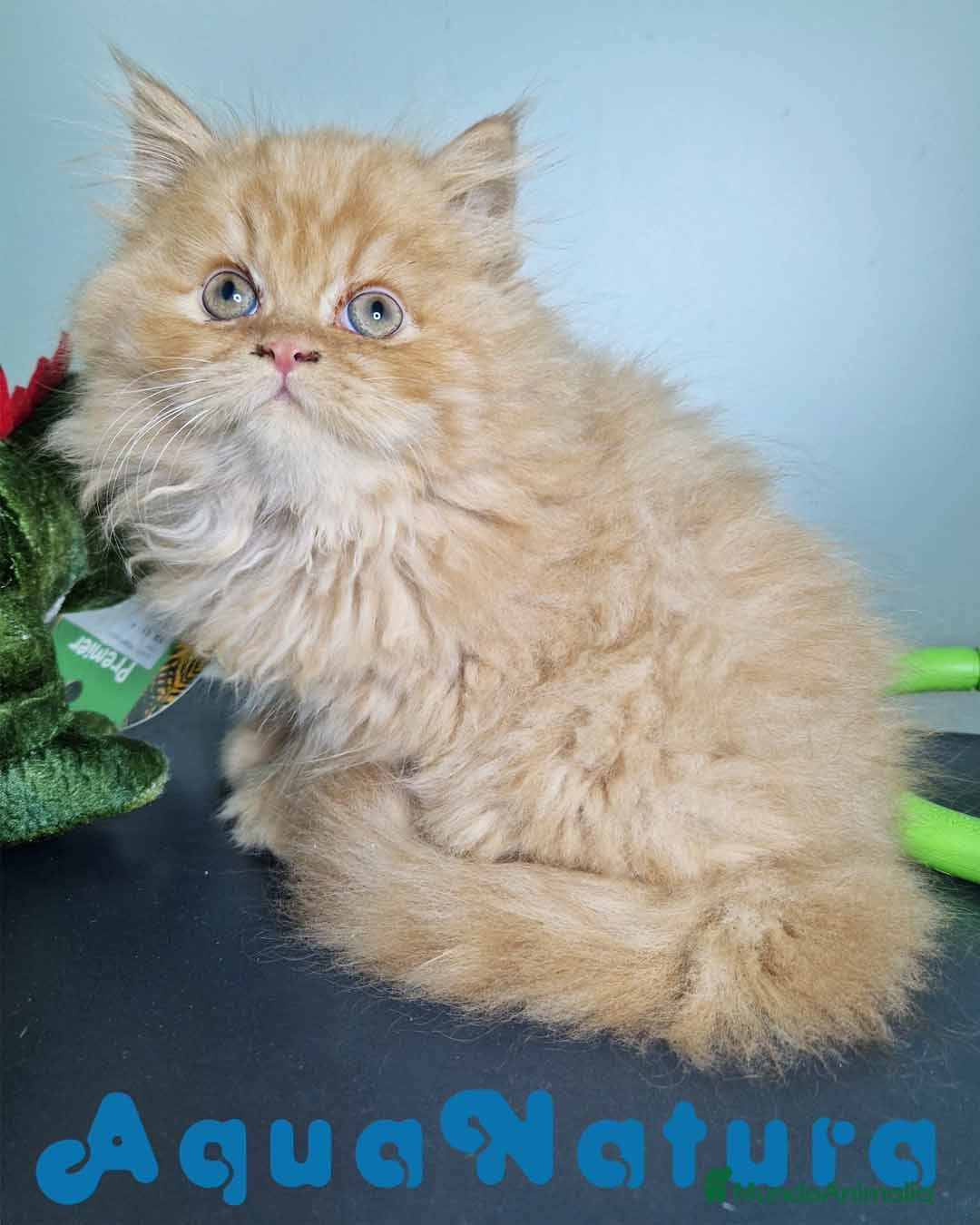 Persa gatos en venta: Persa Macho Virgi 7734 AQUANATURA - Imagen 6
