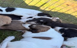 Saluki perros en venta: Camada de Salukis  - Imagen 25