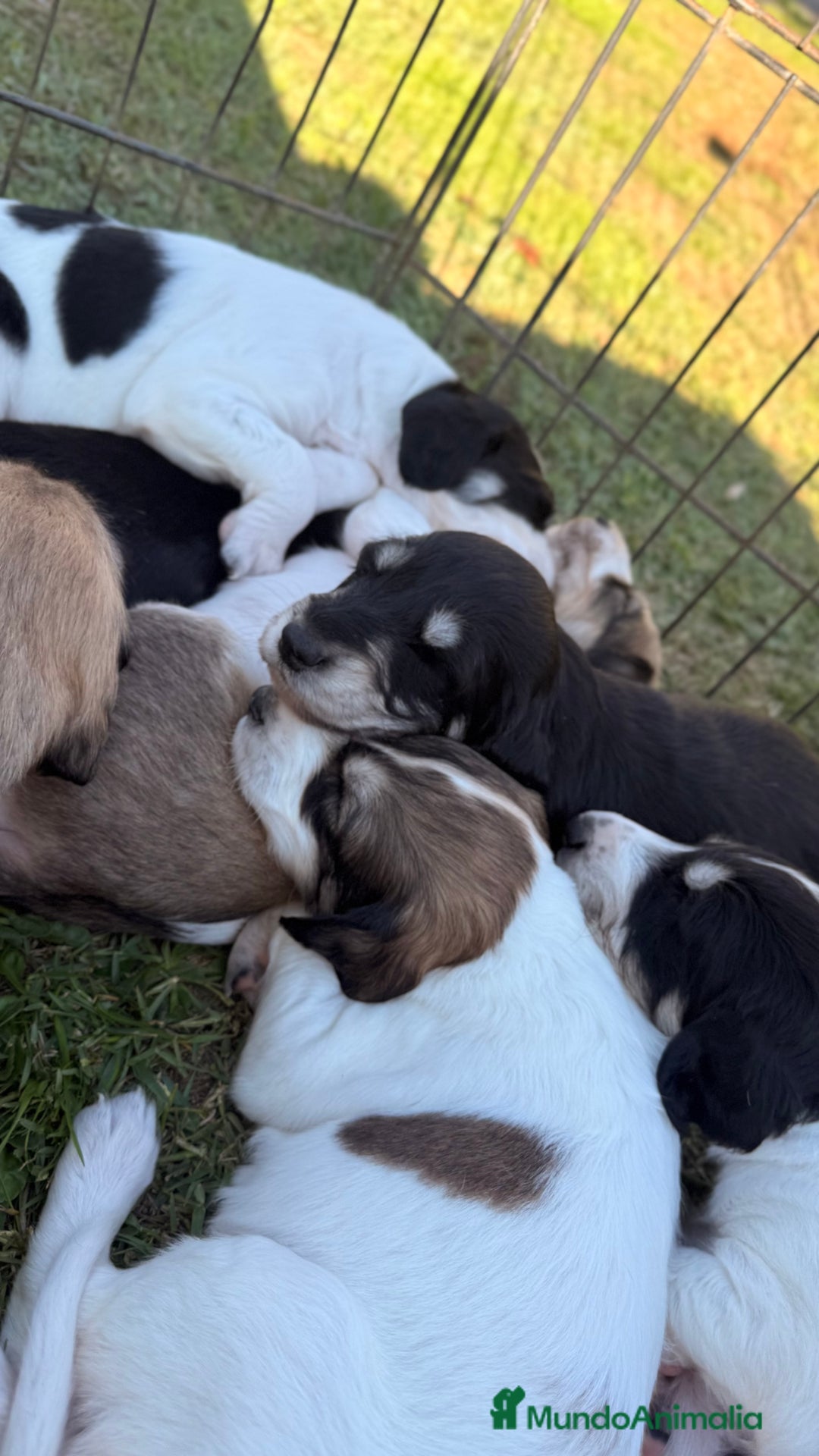 Saluki perros en venta: Camada de Salukis  - Imagen 25