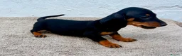 Teckel Miniatura perros en venta: Teckel kaninchen  - Anuncio 9