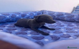 Whippet perros en venta: Whippet blue  - Imagen 7
