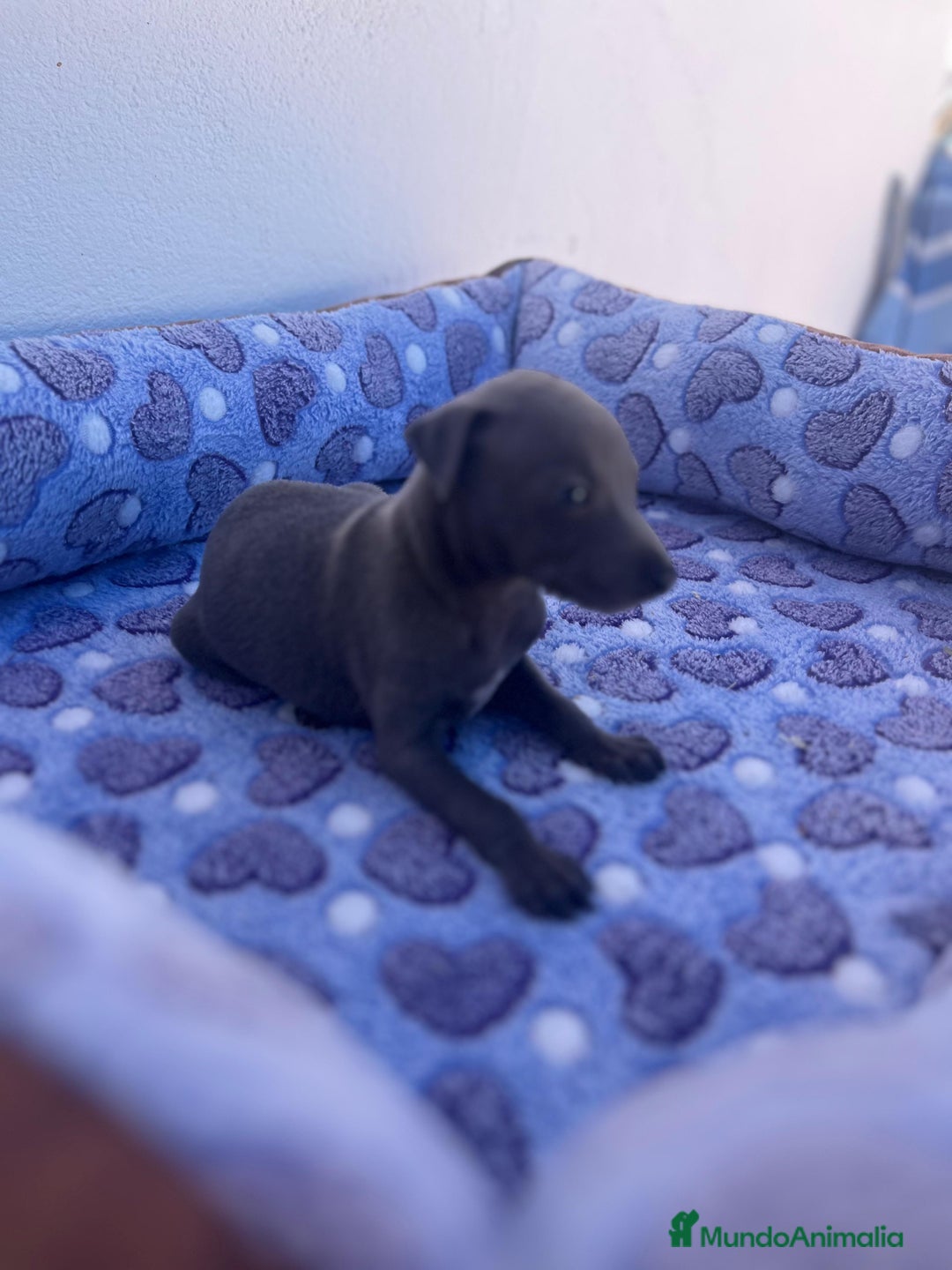 Whippet perros en venta: Whippet blue  - Imagen 7