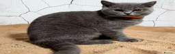Británico de Pelo Corto gatos en venta: British Shorthair  - Anuncio 8