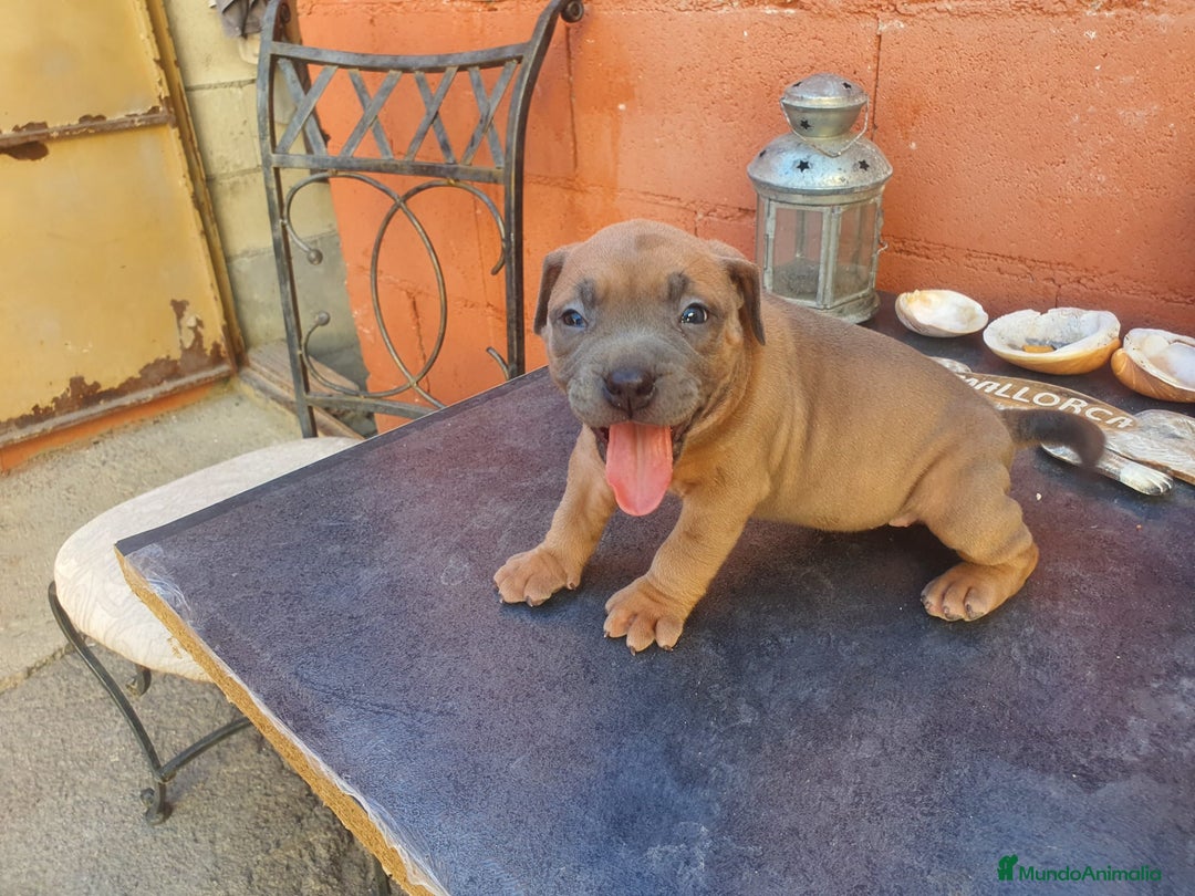 American Bully perros en venta: América bully  - Imagen 2