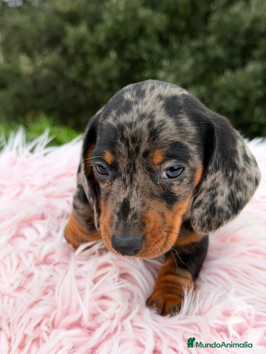 Teckel Miniatura perros en venta: TECKEL MINIATURA ARLEQUÍN HEMBRA - Anuncio 1