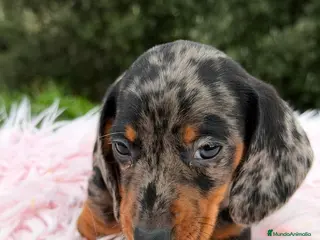 Teckel Miniatura perros TECKEL MINIATURA ARLEQUÍN HEMBRA - Anuncio 3