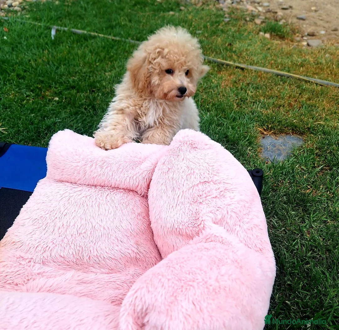 Caniche Toy perros en venta: Cachorro de Caniche Toy - Anuncio 2