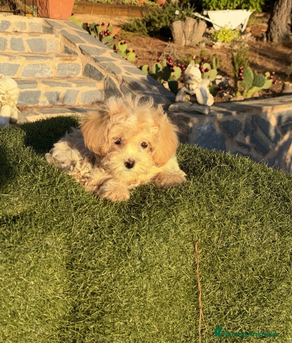 Maltipoo perros Maltipoo toy muy bonita !!!! - Anuncio 4