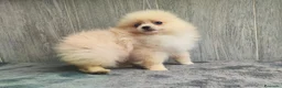 Pomerania perros en venta: POMERANIA MACHO - Anuncio 3