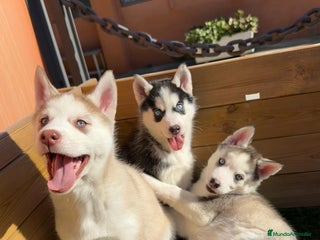 Husky Siberiano perros en Barcelona - Anuncio 14