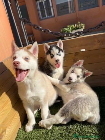 Husky Siberiano perros en Barcelona - Anuncio 14