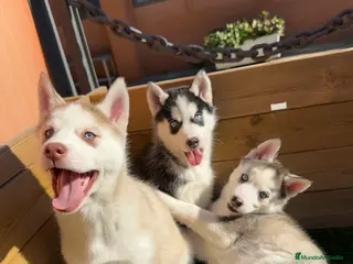 Husky Siberiano perros HUSKY en Barcelona - Anuncio 3