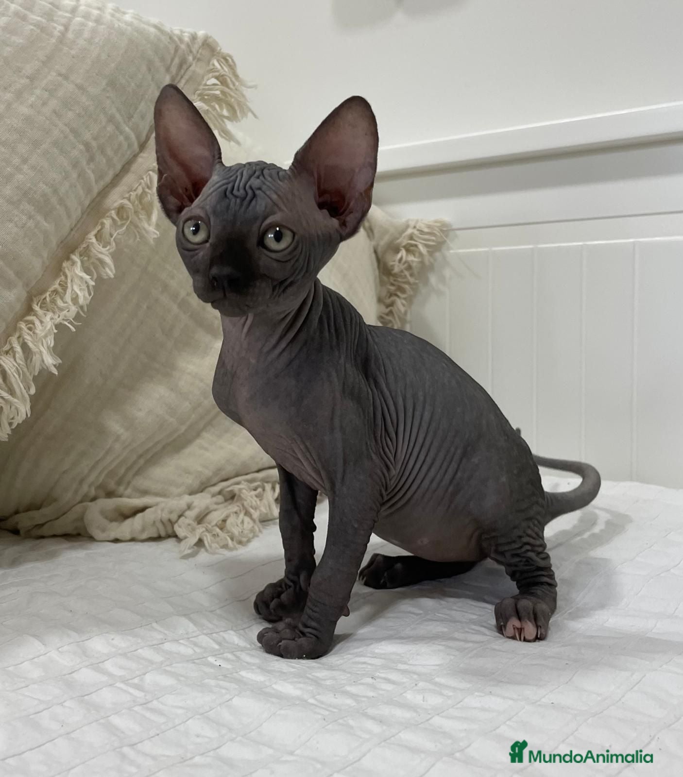 Sphynx gatos gatos sphynx - Anuncio 3