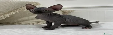 Sphynx 3