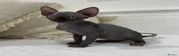 Sphynx gatos en venta: gatos sphynx - Anuncio 1