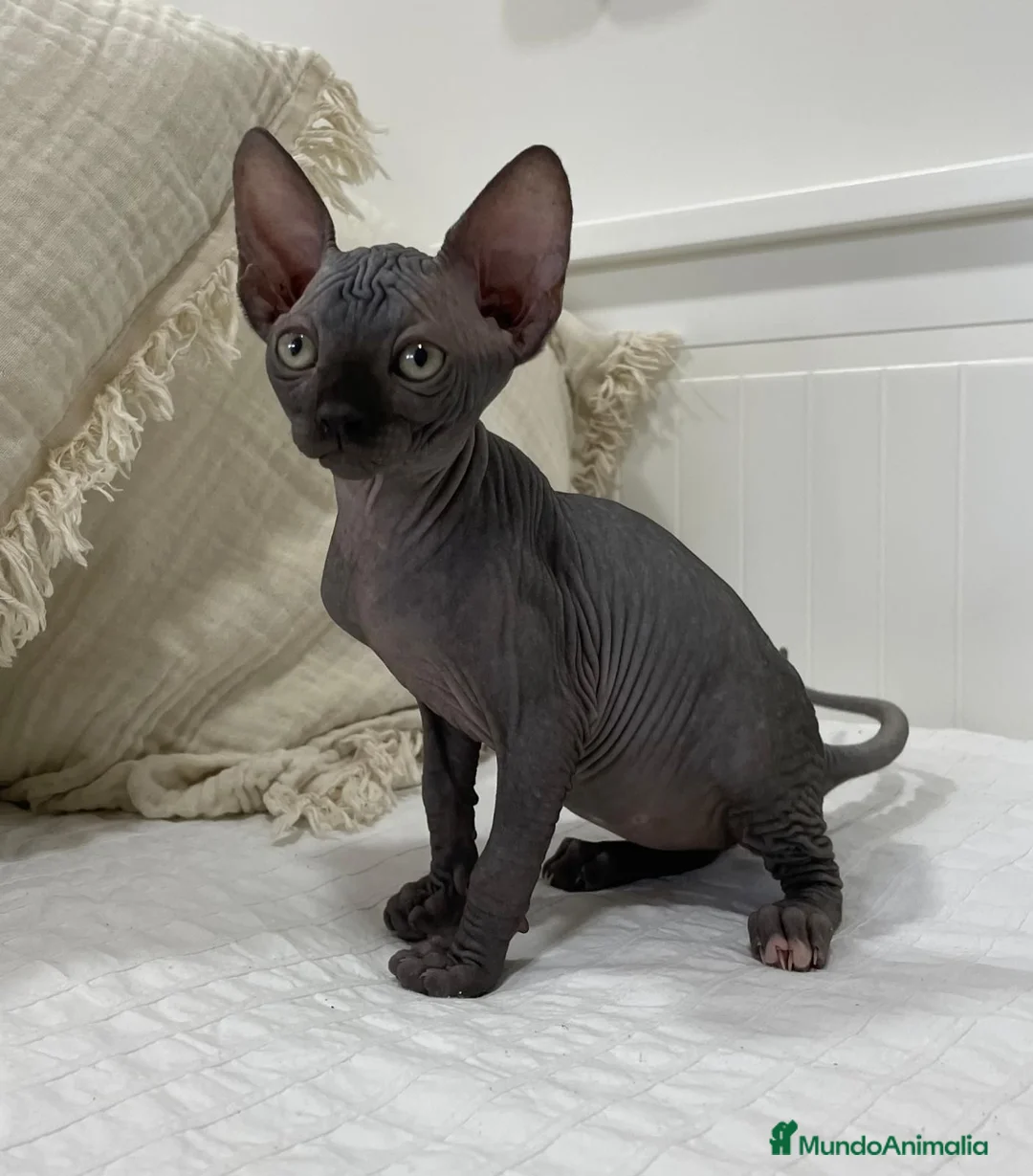 Sphynx gatos en venta: gatos sphynx - Anuncio 1