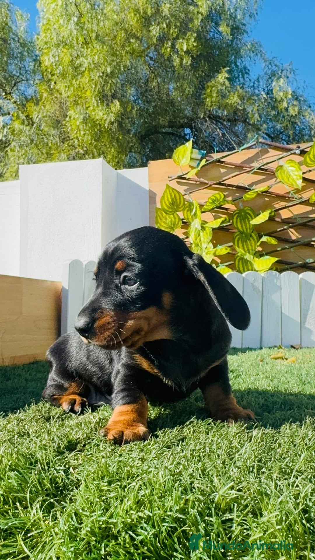 Teckel Miniatura perros en venta: TECKEL MINIATURA - Anuncio 19