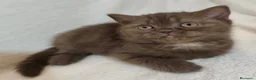 Británico de Pelo Corto gatos en venta: SE VENDE GATITA BRITISH SHORTAIR - Anuncio 2